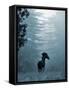 Horse in the Trees I-Susan Friedman-Framed Stretched Canvas