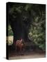 Horse in the Trees II-Susan Friedman-Stretched Canvas