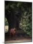 Horse in the Trees II-Susan Friedman-Mounted Photographic Print