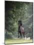 Horse in the Trees III-Susan Friedman-Mounted Photographic Print