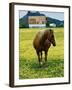 Horse in Tidy Tips-Darrell Gulin-Framed Photographic Print