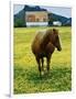 Horse in Tidy Tips-Darrell Gulin-Framed Photographic Print