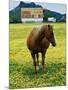 Horse in Tidy Tips-Darrell Gulin-Mounted Photographic Print