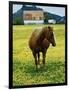 Horse in Tidy Tips-Darrell Gulin-Framed Photographic Print