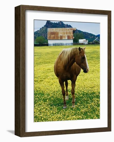 Horse in Tidy Tips-Darrell Gulin-Framed Photographic Print