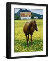 Horse in Tidy Tips-Darrell Gulin-Framed Photographic Print