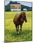 Horse in Tidy Tips-Darrell Gulin-Mounted Photographic Print