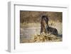 horse in water-Vedran Vidak-Framed Photographic Print