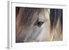 Horse, Konik, adult, close-up of eye-Robin Chittenden-Framed Photographic Print