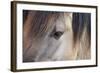 Horse, Konik, adult, close-up of eye-Robin Chittenden-Framed Photographic Print