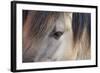 Horse, Konik, adult, close-up of eye-Robin Chittenden-Framed Photographic Print