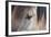 Horse, Konik, adult, close-up of eye-Robin Chittenden-Framed Photographic Print