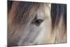 Horse, Konik, adult, close-up of eye-Robin Chittenden-Mounted Photographic Print