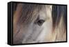 Horse, Konik, adult, close-up of eye-Robin Chittenden-Framed Stretched Canvas