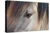 Horse, Konik, adult, close-up of eye-Robin Chittenden-Stretched Canvas