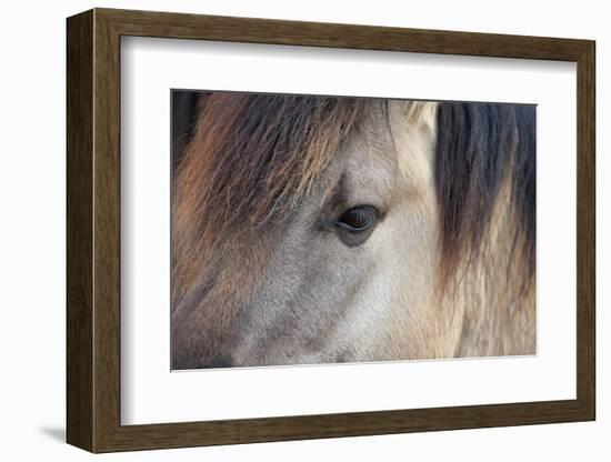 Horse, Konik, adult, close-up of eye-Robin Chittenden-Framed Photographic Print