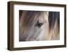 Horse, Konik, adult, close-up of eye-Robin Chittenden-Framed Photographic Print