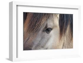 Horse, Konik, adult, close-up of eye-Robin Chittenden-Framed Photographic Print