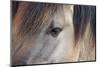 Horse, Konik, adult, close-up of eye-Robin Chittenden-Mounted Photographic Print