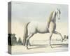 Horse L'Andaloux-null-Stretched Canvas