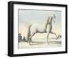 Horse L'Andaloux-null-Framed Art Print