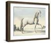 Horse L'Andaloux-null-Framed Art Print