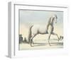 Horse L'Andaloux-null-Framed Art Print