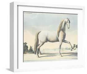 Horse L'Andaloux-null-Framed Art Print