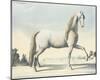 Horse L'Andaloux-null-Mounted Art Print