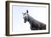 Horse Laughing-Charles Bowman-Framed Photographic Print