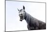 Horse Laughing-Charles Bowman-Mounted Photographic Print