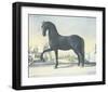 Horse Le Napolitain-null-Framed Art Print