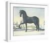 Horse Le Napolitain-null-Framed Art Print