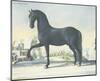 Horse Le Napolitain-null-Mounted Art Print