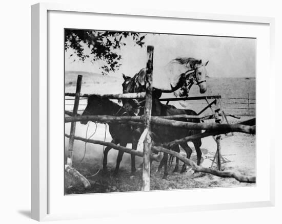 Horse Leap Frog-null-Framed Photographic Print