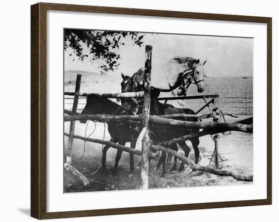 Horse Leap Frog-null-Framed Photographic Print