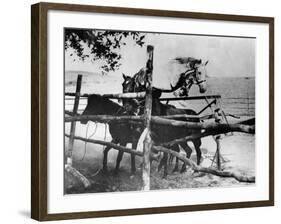 Horse Leap Frog-null-Framed Photographic Print