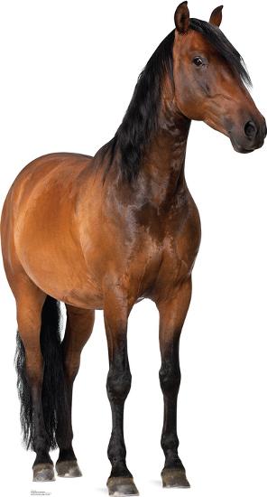 Cardboard Cutouts, , large
