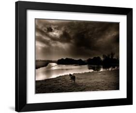 Horse Looking at the river, Normandie 99-Olivier Meriel-Framed Art Print