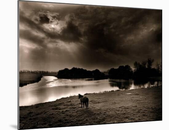 Horse Looking at the river, Normandie 99-Olivier Meriel-Mounted Art Print