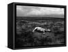 Horse Lying on Side in Field-Krzysztof Rost-Framed Stretched Canvas