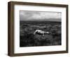 Horse Lying on Side in Field-Krzysztof Rost-Framed Photographic Print