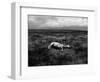 Horse Lying on Side in Field-Krzysztof Rost-Framed Photographic Print