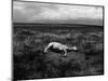 Horse Lying on Side in Field-Krzysztof Rost-Mounted Photographic Print