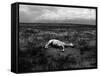 Horse Lying on Side in Field-Krzysztof Rost-Framed Stretched Canvas