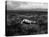 Horse Lying on Side in Field-Krzysztof Rost-Stretched Canvas