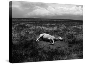 Horse Lying on Side in Field-Krzysztof Rost-Stretched Canvas