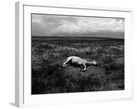 Horse Lying on Side in Field-Krzysztof Rost-Framed Photographic Print