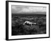 Horse Lying on Side in Field-Krzysztof Rost-Framed Photographic Print