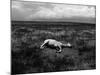 Horse Lying on Side in Field-Krzysztof Rost-Mounted Photographic Print